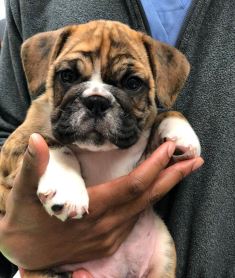 https://vetportal.vetsecure.com/email/1446/BMAH_Frankie_Bulldog_Puppy_Jan_2020.jpg