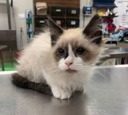 https://vetportal.vetsecure.com/email/1446/BMAH_Kitten_Caydin_14_week_Jan_2020.jpg