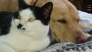 https://www.bellemeadanimalhospital.com/wp-content/uploads/2020/04/word-image-2.jpeg