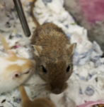 Adoptable Gerbil Four