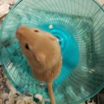 Adoptable Gerbil Three