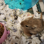 Adoptable Gerbil one