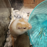 Adoptable Gerbil two