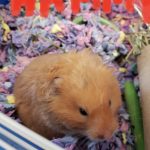 Hammy an Adoptable Hamster