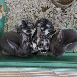 8 wk old Baby Rabbits for Adoption