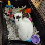 Adoptable Rabbit One July 2021