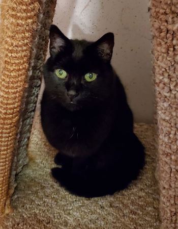 Adoptable CAPIC Cat Magic
