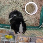 Guinea Pig Black and White