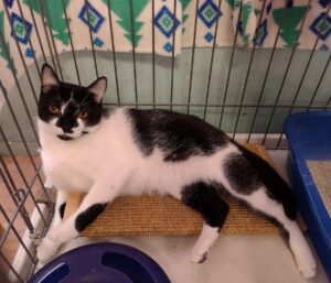 CAPIC Cat Mooee for Adoption July 26 2022
