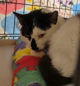 Adoptable CAPIC Cat named Cookie January 2023