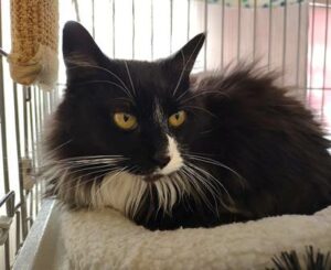 CAPIC Cat Grace March 31 2023