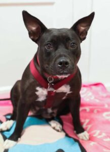 Tammy Adoptable Dog Animal Alliance New Jersey