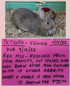 Adoptable Rabbit Petunia May 12 2023