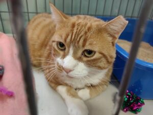 CAPIC Rescue Cat Clay Nov 1 2023