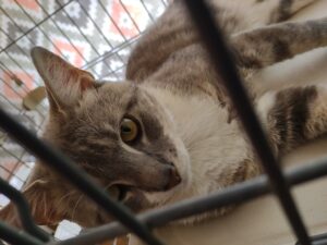 CAPIC Adoptable Cat Blue