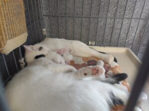 CAPIC Cats Roan and Chappel